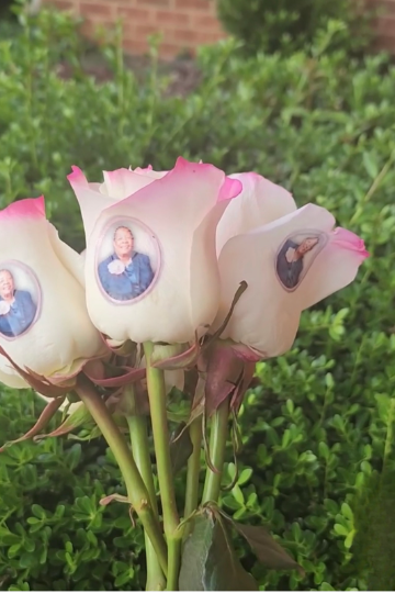 Photo Roses